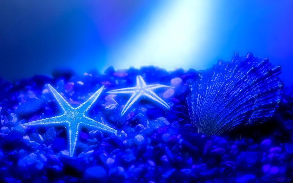 Seabed_hd_wallpaper.jpg