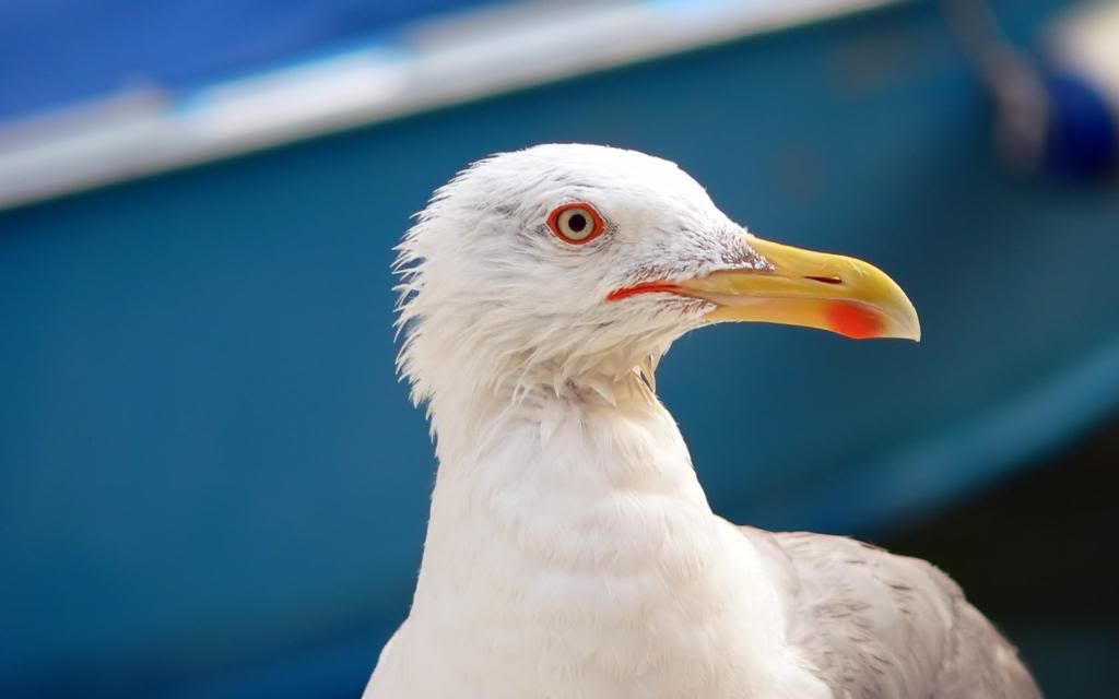 Seagull.jpg