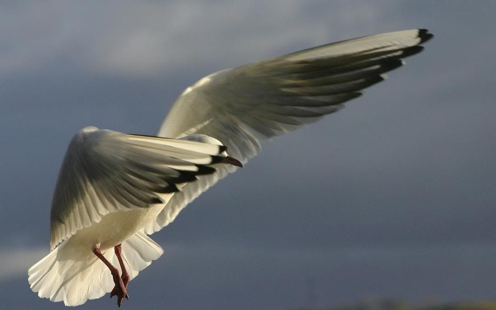 Seagull_-_Landing_on_water.jpg