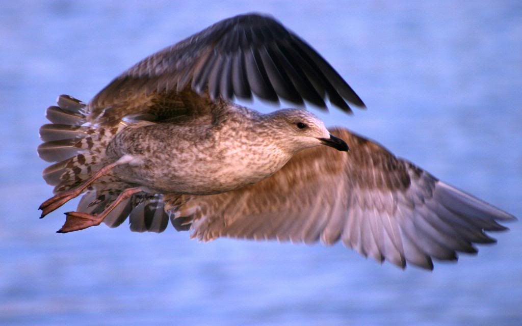 Seagull_Hunter.jpg