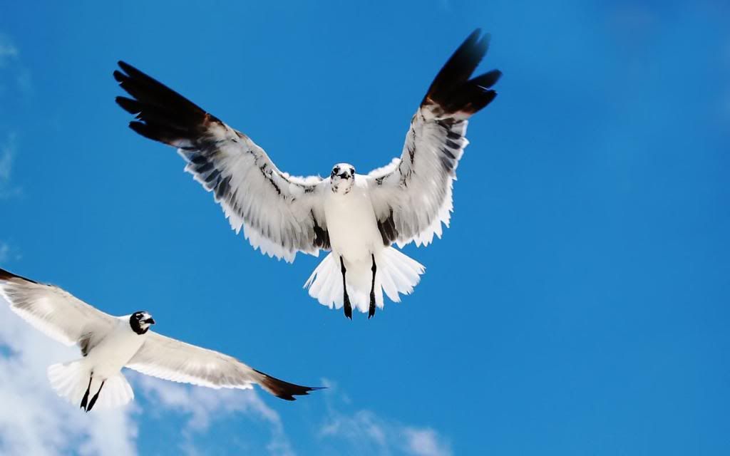 Seagulls.jpg