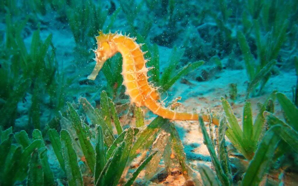 Seahorse_Hippocampus_underwater_life_wallpapers_High_definition_wallpaper.jpg