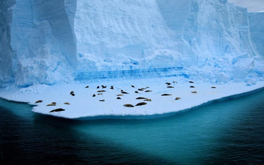 Seal_rookery_High_definition_wallpaper.jpg