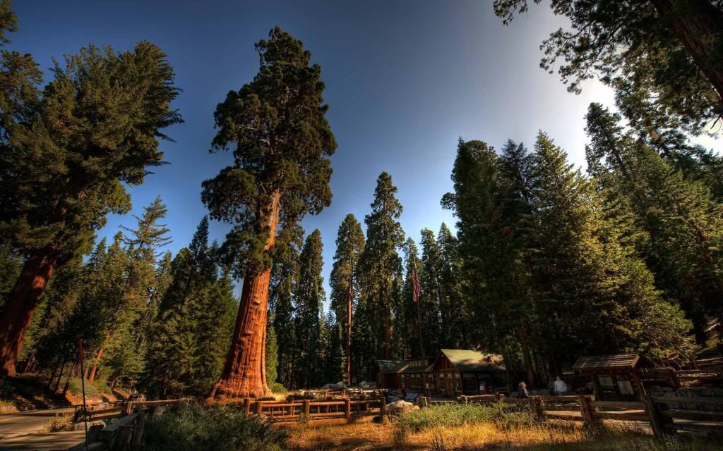 Sequoia_National_Park_widescreen_wallpaper.jpg