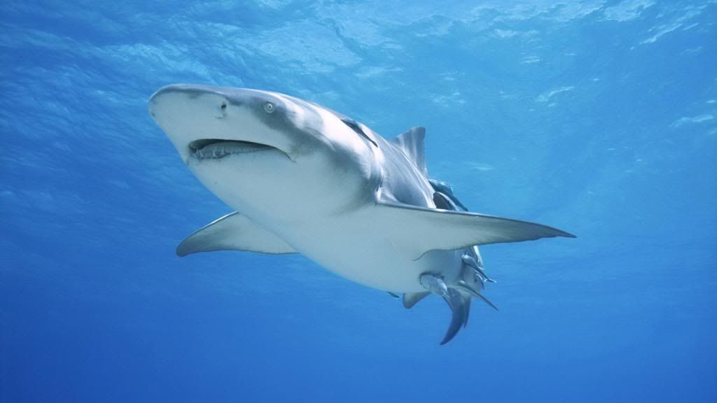 Shark_underwater_theme_wallpaper_High_definition_wallpaper.jpg