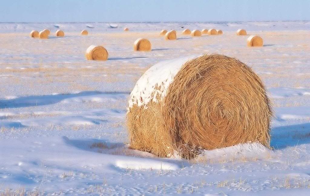 Silage.jpg