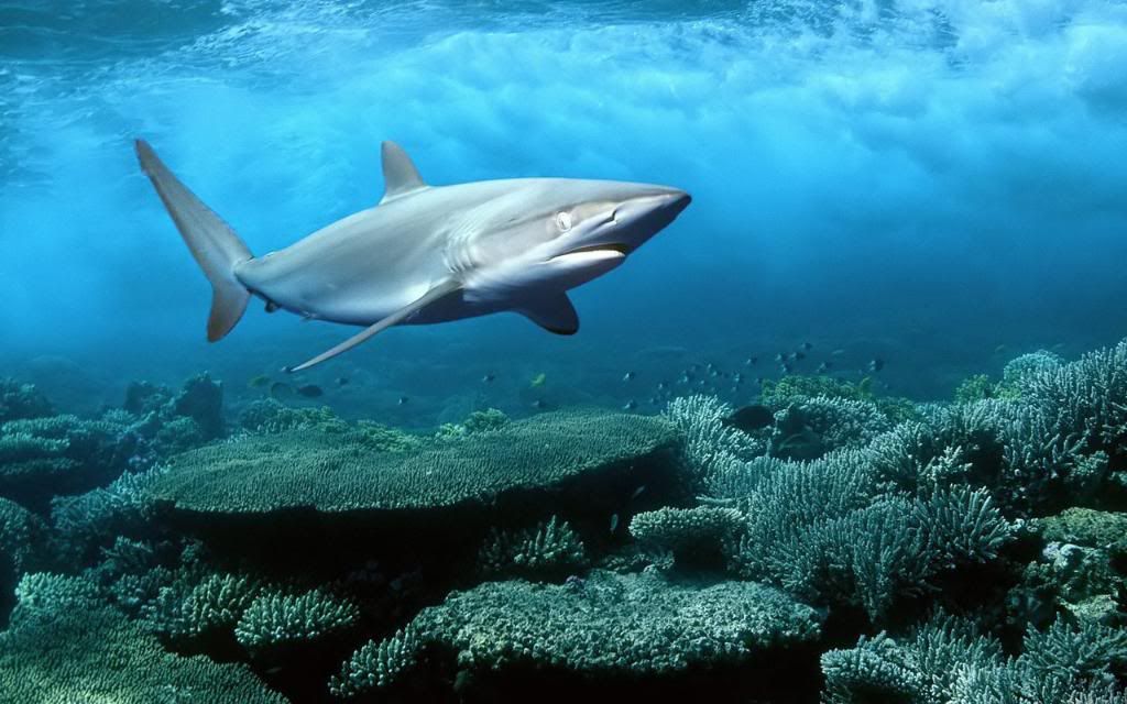 Silky_shark_underwater_life_High_definition_wallpaper.jpg