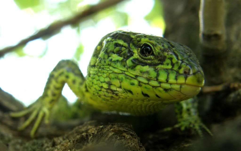 Small_lizard_High_definition_wallpaper.jpg