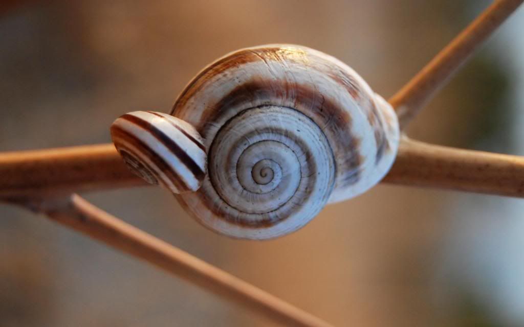 Small_snails_widescreen_wallpaper.jpg