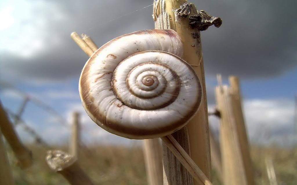 Snail_on_the_Corn.jpg