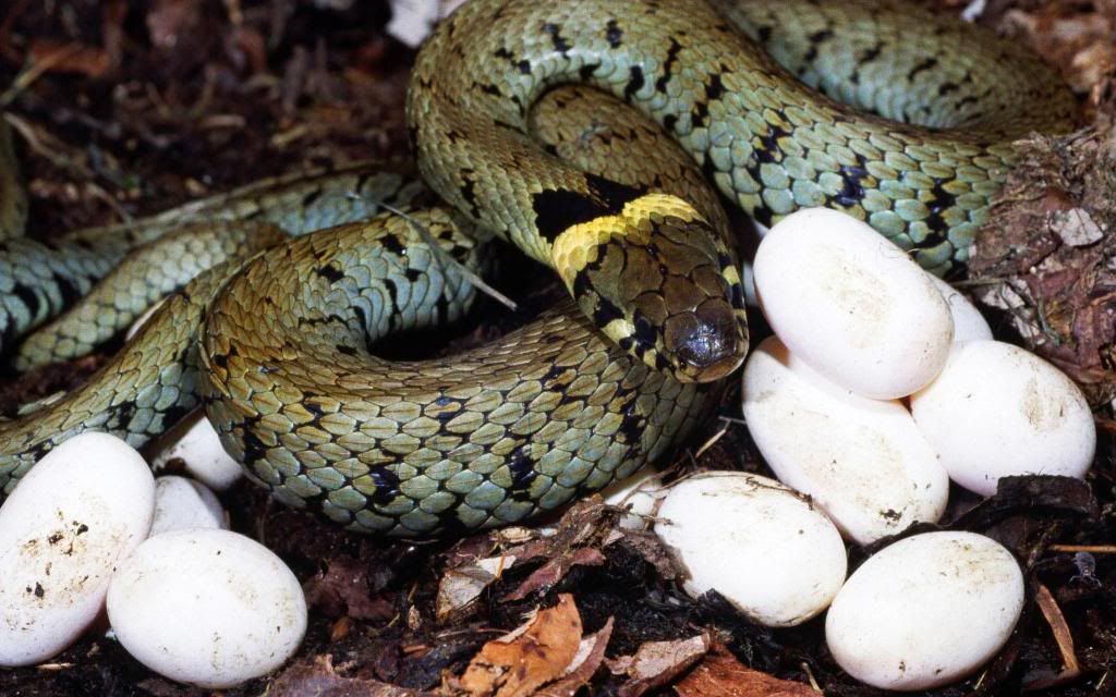Snake_Eggs_High_definition_wallpaper.jpg