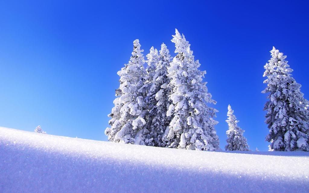 Snow_covered_trees_hd_wallpaper.jpg