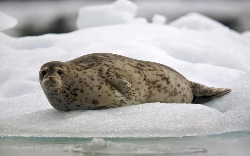 Spotted_seal_-_Larga_Seal_High_definition_wallpaper.jpg