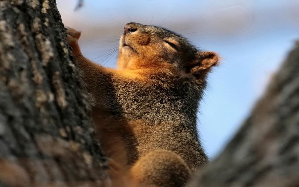 Squirrel.jpg