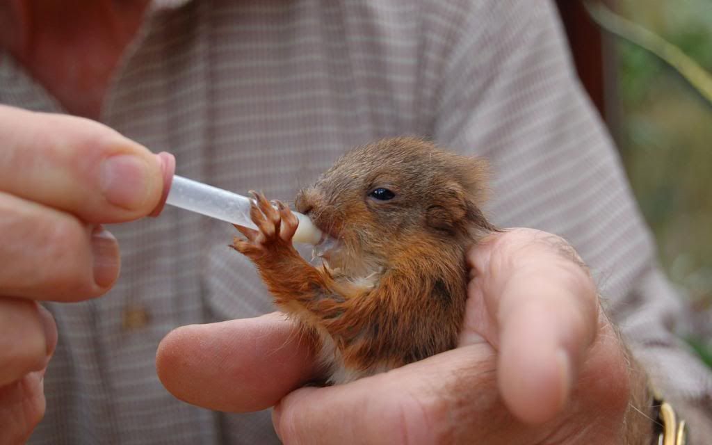 Squirrel_baby_hd_wallpaper.jpg