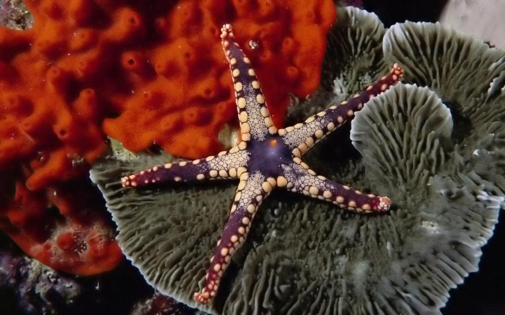 Starfish_coral_reef_High_definition_wallpaper.jpg