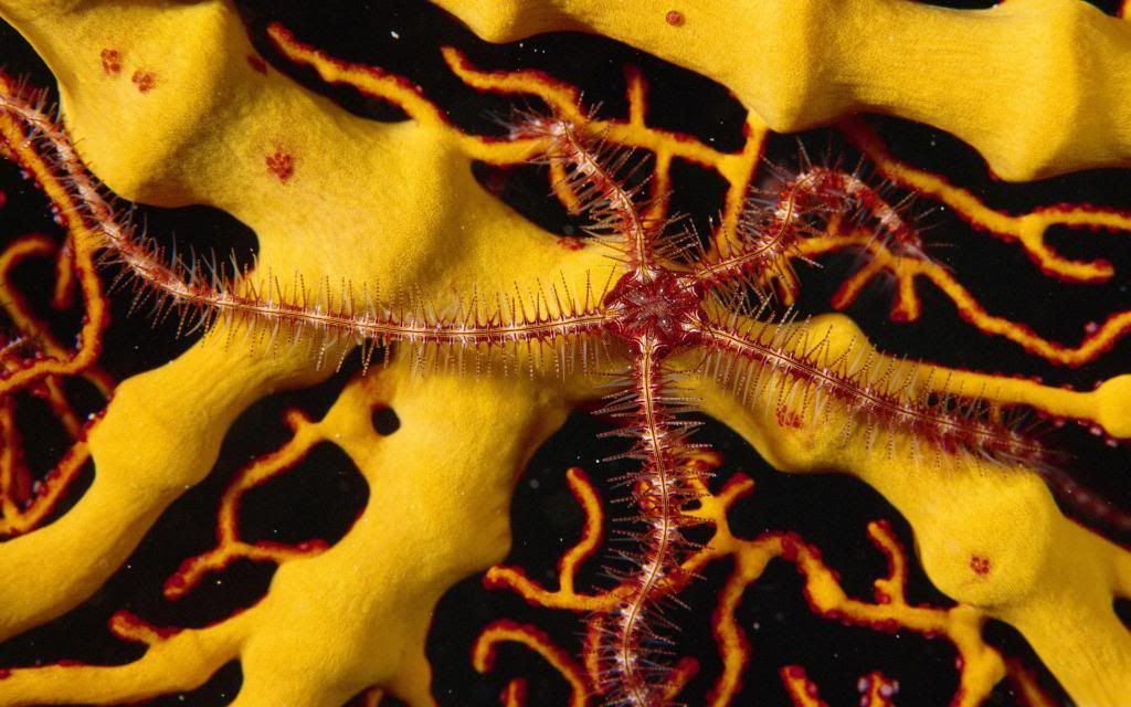 Starfish_underwater_pictures_High_definition_wallpaper.jpg