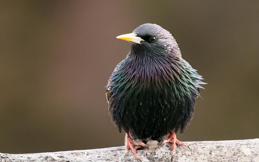 Starling.jpg