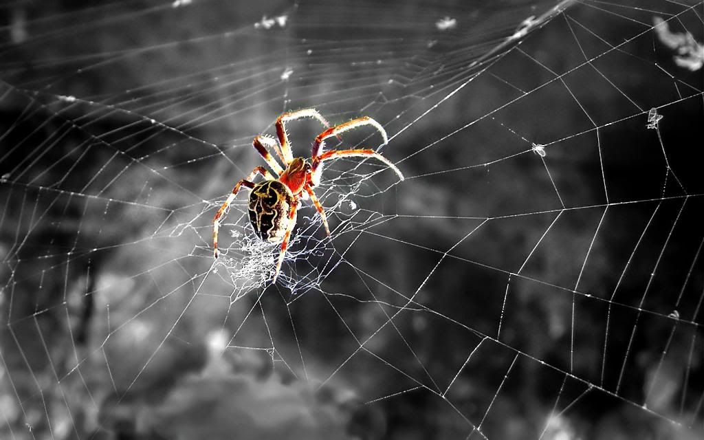 Striped_Lynx_Spider_widescreen_wallpaper.jpg