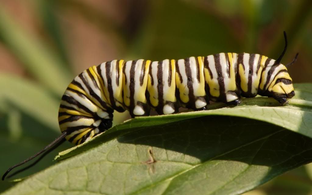 Striped_caterpillar_widescreen_wallpaper.jpg