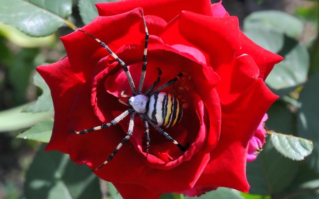 Striped_spider_widescreen_wallpaper.jpg