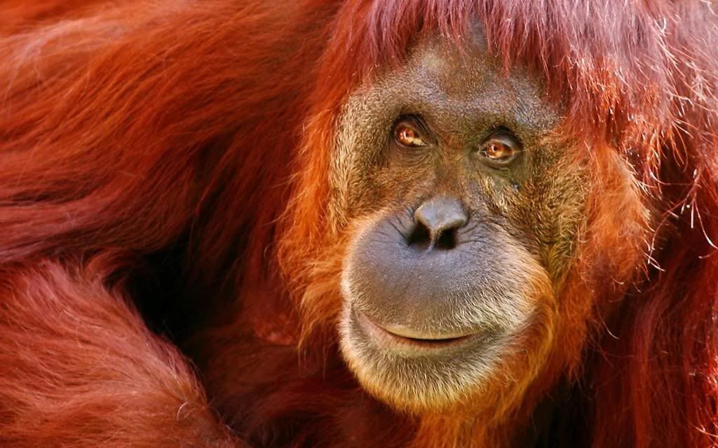 Sumatran_Orangutan_hd_wallpaper.jpg