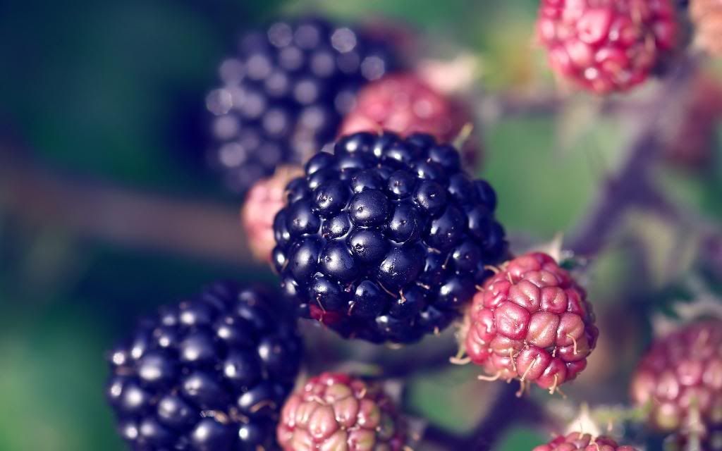 Summer_blooming_Blackberries_widescreen_wallpaper.jpg