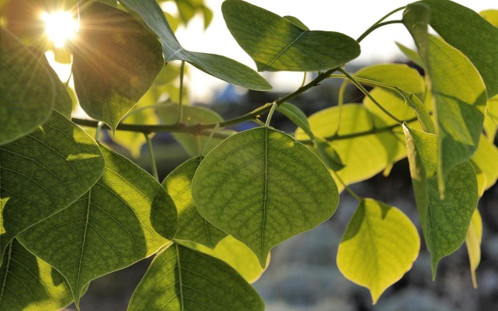 Summer_leaves_widescreen_wallpaper.jpg