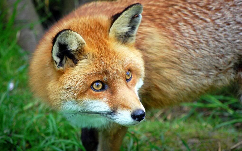 Swift_Fox_High_definition_wallpaper.jpg