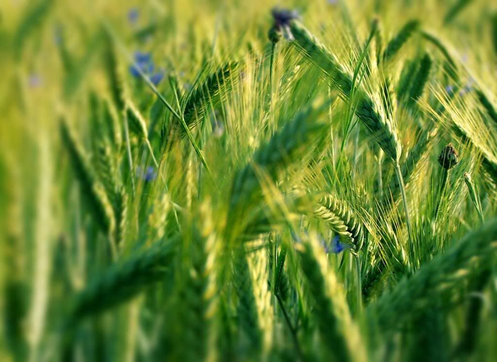 Symptom_of_Summer_by_kyrczman.jpg