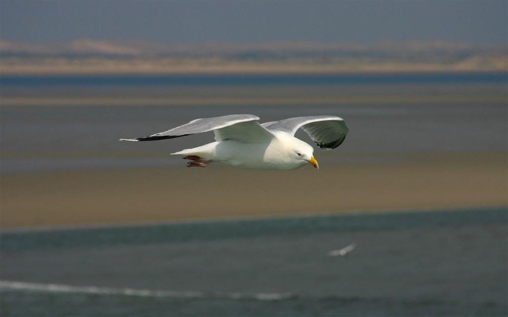 The_flight_of_seagulls.jpg