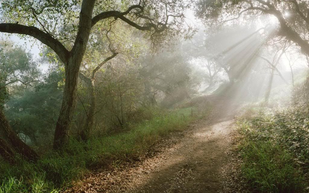 The_light_of_morning_on_the_forest_paths_-_Olympic_National_Park.jpg