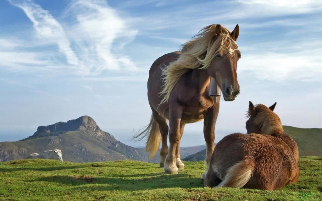 Tibetan_pony_High_definition_wallpaper.jpg