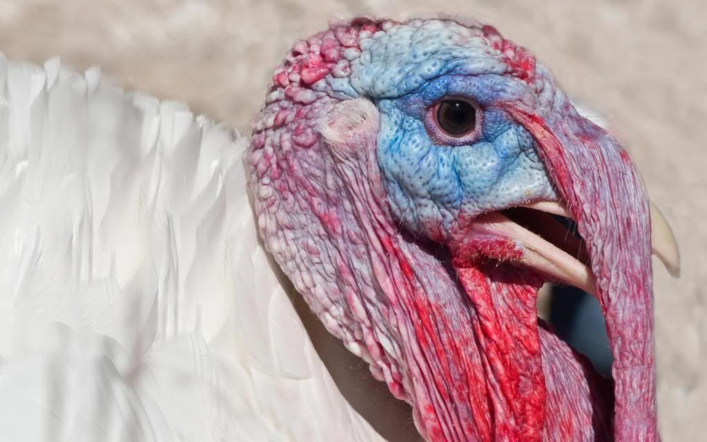 Turkey.jpg