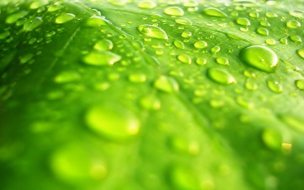 Water_On_The_Leaf.jpg