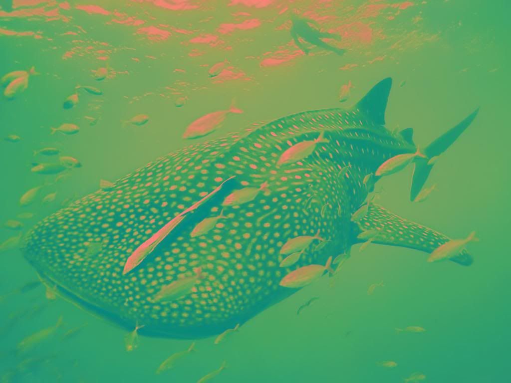 Whale_Shark_High_definition_wallpaper.jpg