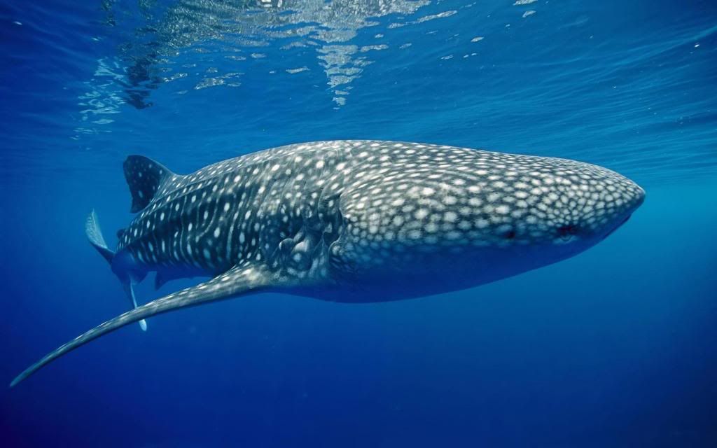 Whale_shark_underwater_High_definition_wallpaper.jpg