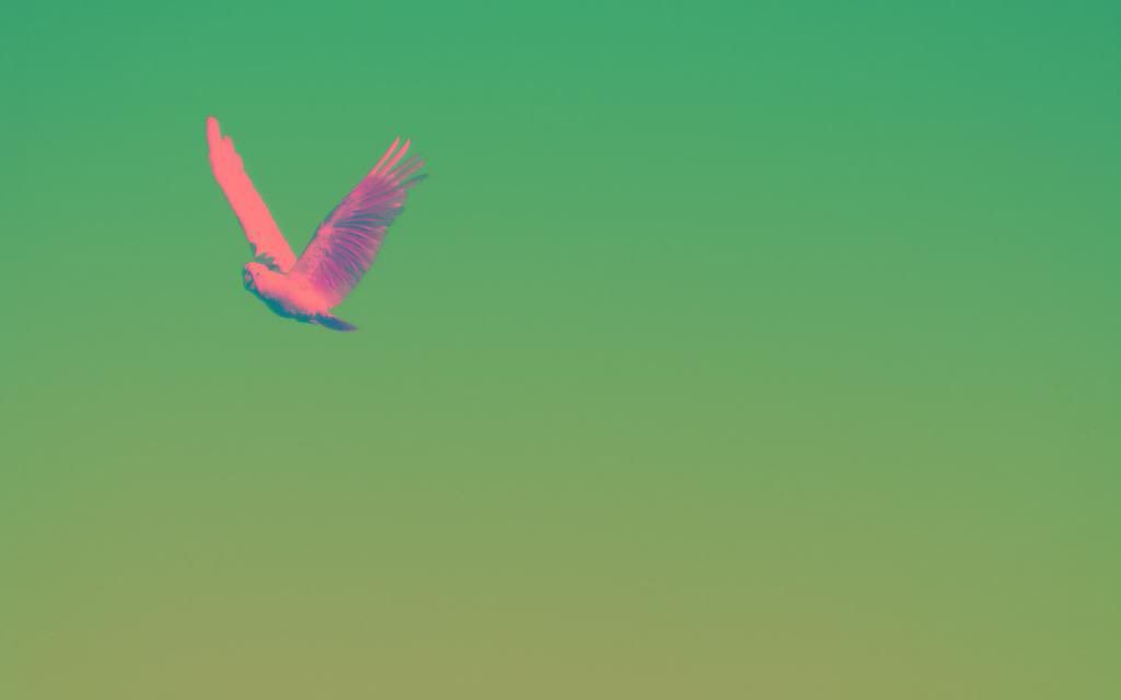White_cockatoo.jpg