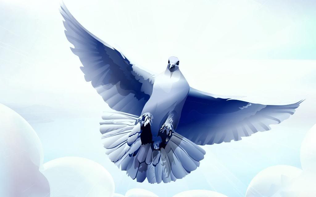 White_dove.jpg