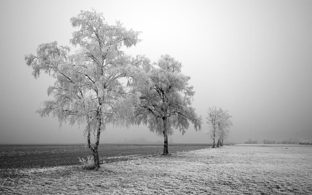 Winter_Scene_Cool_Frozen_Trees_hd_wallpaper.jpg