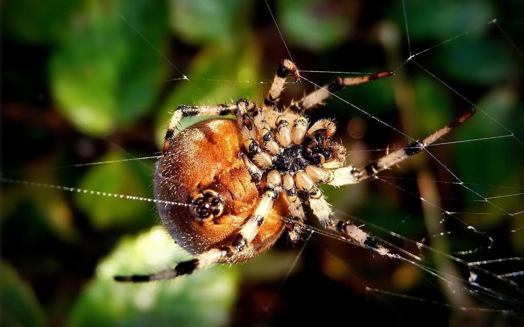 Wolf_spider_widescreen_wallpaper.jpg