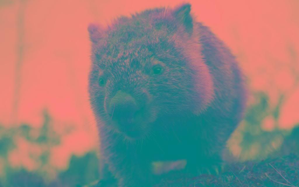 Wombat_Baby_High_definition_wallpaper.jpg