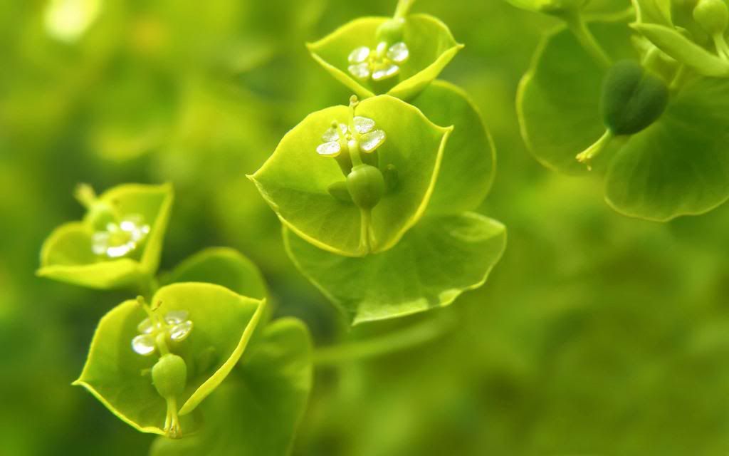 Wood_Spurge_European_plant_hd_wallpaper.jpg