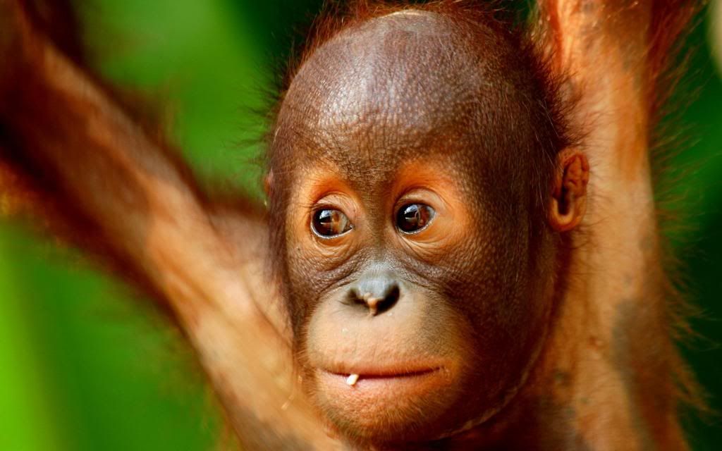 Young_Monkey_High_definition_wallpaper.jpg