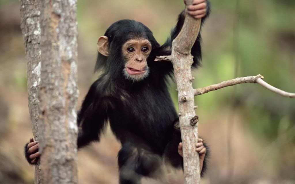Young_chimpanzee_High_definition_wallpaper.jpg