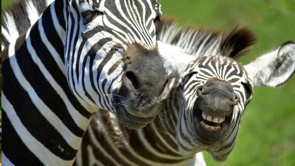 Zebras_African_Animals_High_definition_wallpaper.jpg