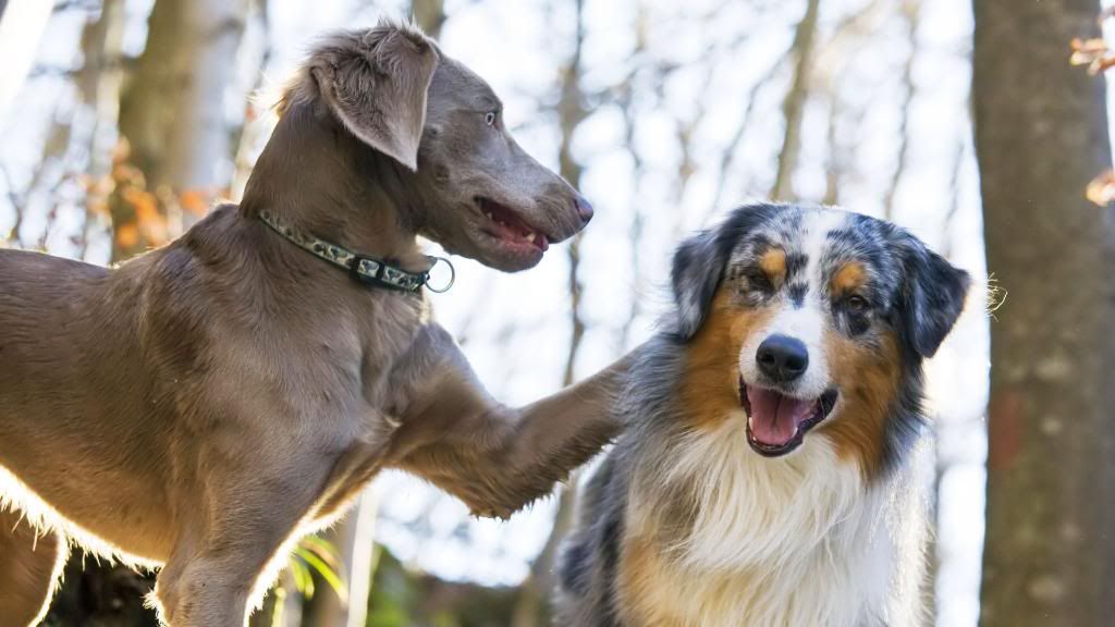 dog_breeds_photo_hd_wallpaper.jpg