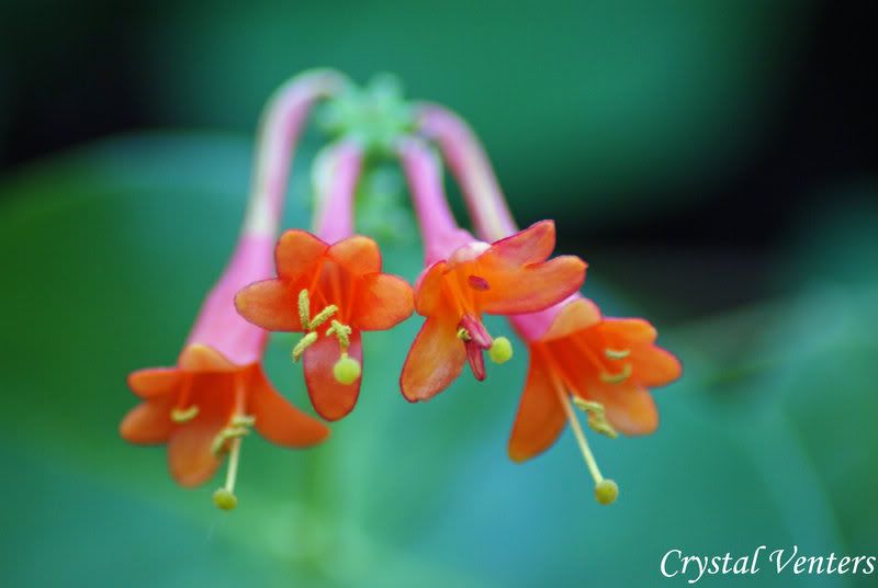 honeysuckle2bypoetcryst.jpg