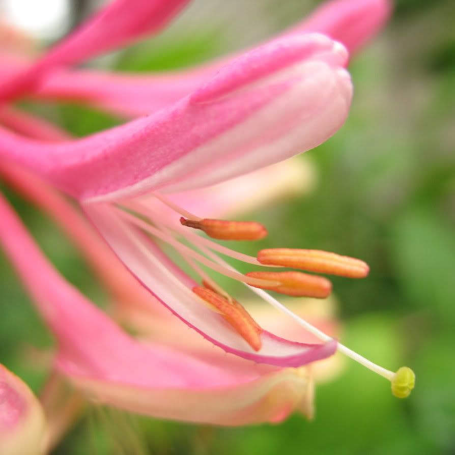pinksweetnessbyupsguy19.jpg