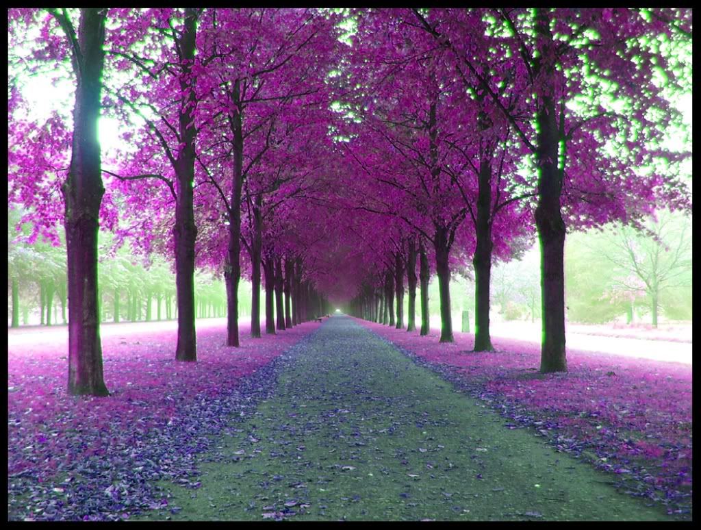 thepurpleavenuebykungfusx8.jpg